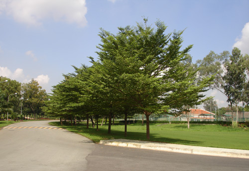 Trồng cây xanh đô thị tại Hà Tĩnh