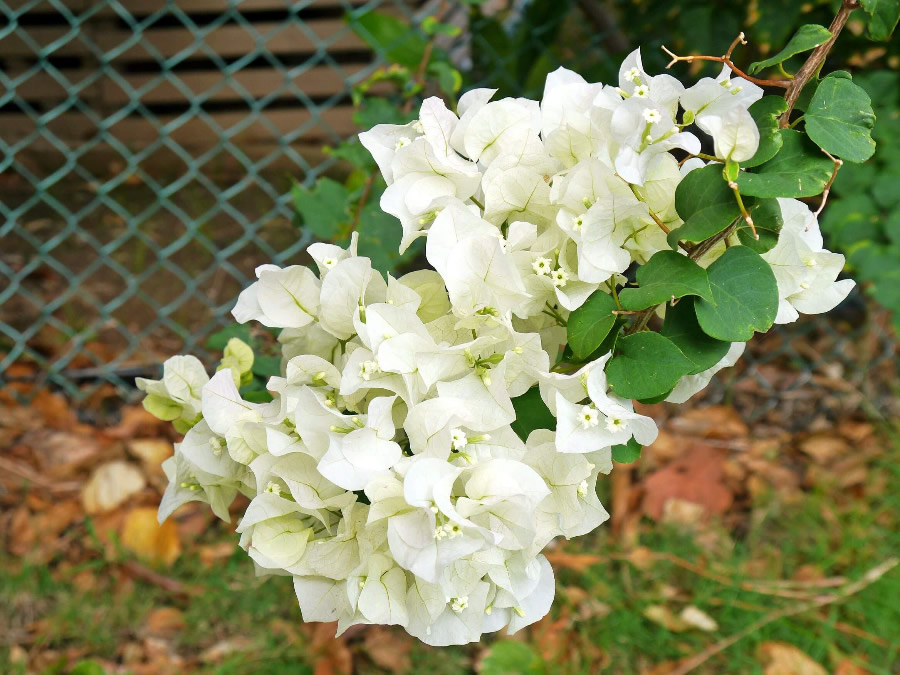 Cây Hoa giấy trắng