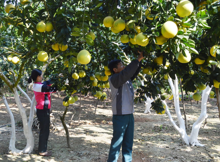 Cây Bưởi ăn quả