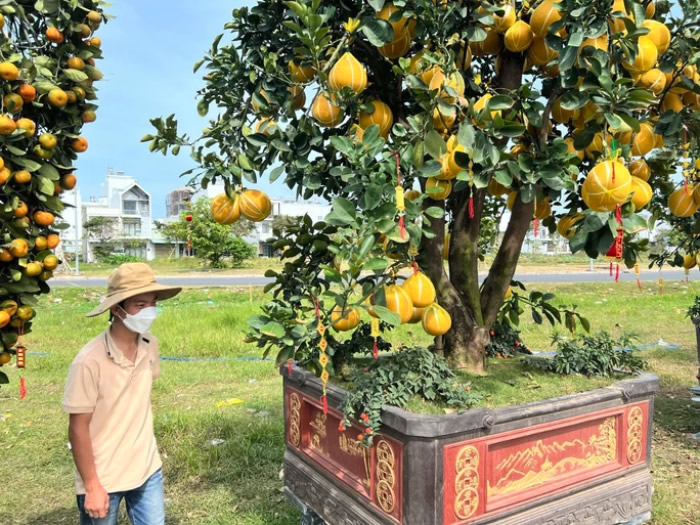 Cây Bưởi ăn quả