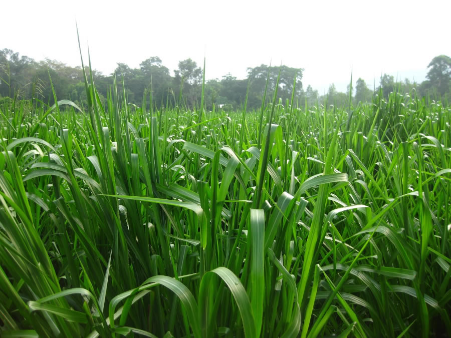 cỏ Paspalum